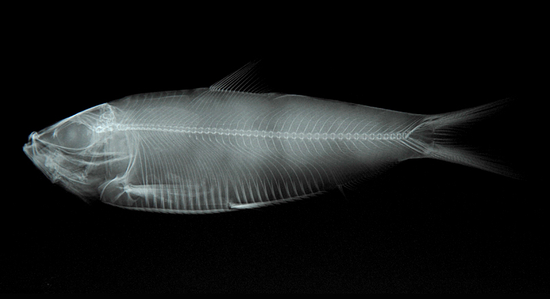 Sardinella sindensis (Day, 1878)